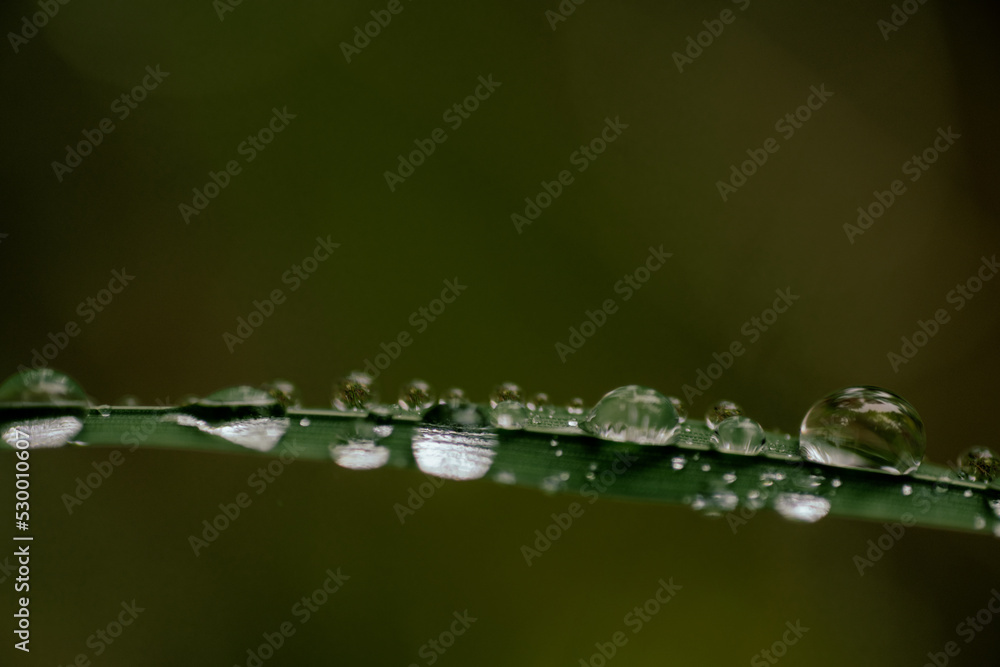 water drops on a green leaf water drops on a green leaf