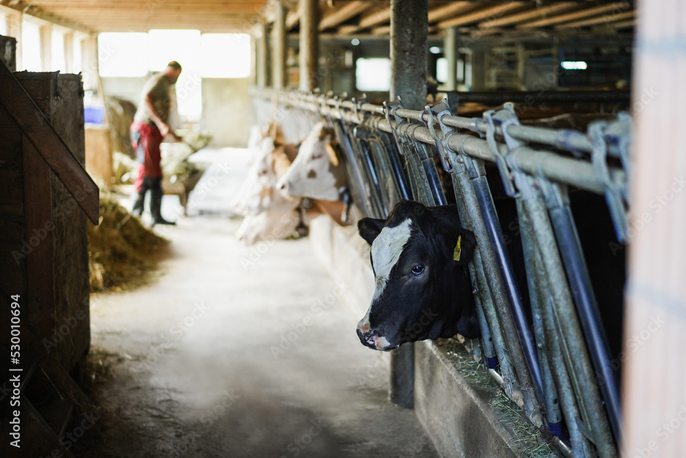 Farmer man working inside cowshed - Focus on right cow face