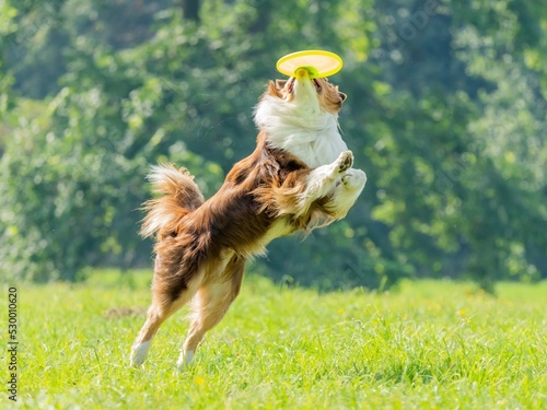 Fototapeta Naklejka Na Ścianę i Meble -  The dog catches the disk on the green grass