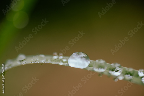 drops of dew on a green grass