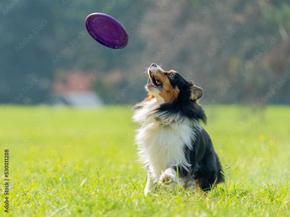 The dog catches the disk on the green grass