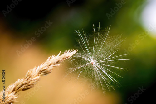 a seed of fluff caught on dry grass on a sunny day