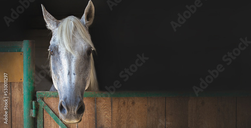 Horse in the stable. Beautiful closed white horse head, wooden door, in a stall on a black background, banner