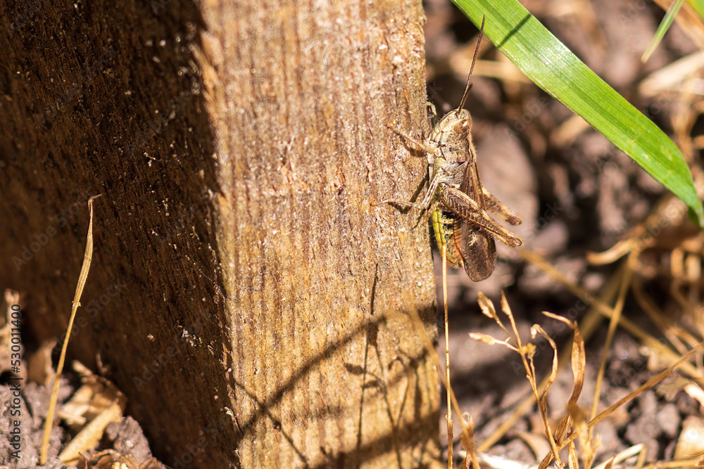 grasshopper close-up sitting on a wooden board next to the grass on a sunny day