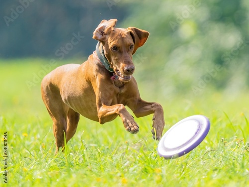 The dog catches the disk on the green grass
