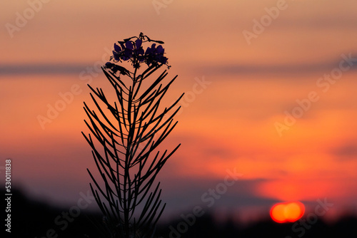 Fireweed silhouette at sunset. Calm evening landscape.