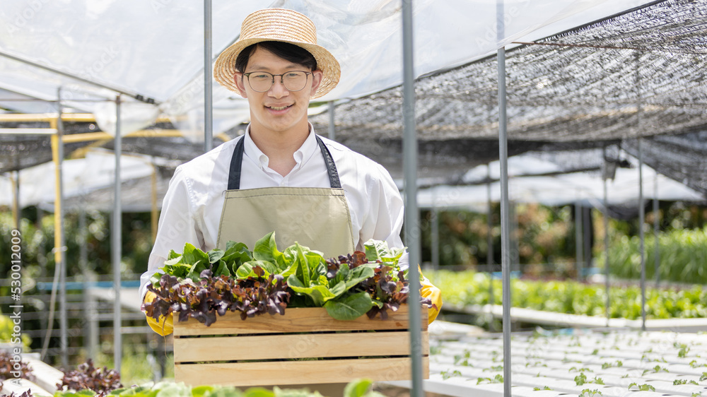 Owner of the hydroponics vegetable garden holds a basket of vegetables in the greenhouse. Beautiful organic green and purple lettuce in the farm, Healthy fruits and vegan food concept. Owner of the hydroponics vegetable garden holds a basket of vegetables in the greenhouse. Beautiful organic green and purple lettuce in the farm, Healthy fruits and vegan food concept.