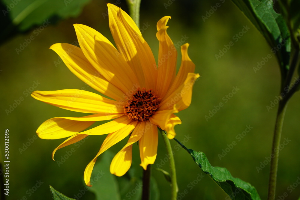 Decorative yellow sunflower`s small head with sun and shadows closeup Decorative yellow sunflower`s small head with sun and shadows closeup