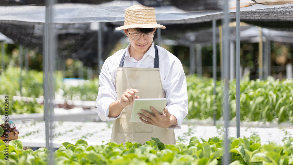 Obraz premium Young owner of organic vegetable garden business uses a tablet to control and direct the supply of water and nutrients or to record the growth of vegetables in the garden, Vegetables in the greenhouse