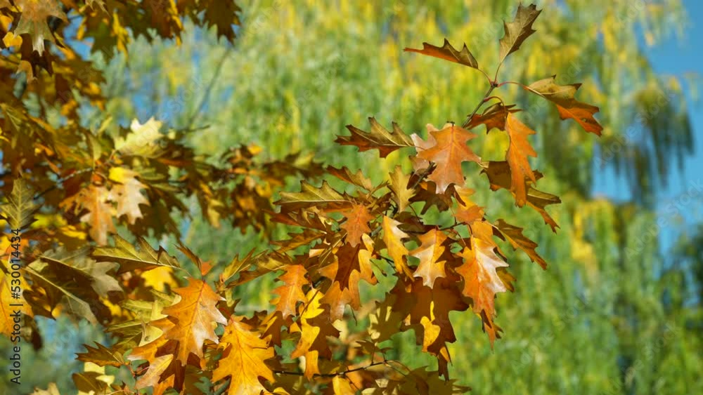 autumn oak leaves. season leaves in autumn. leaves in autumn nature autumn oak leaves. season leaves in autumn. leaves in autumn nature
