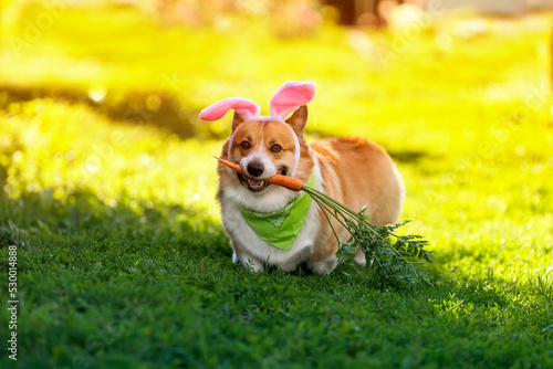 charming pembroke corgi dog puppy runs through the green grass in pink rabbit...