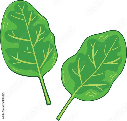 Fresh Green Spinach Leaf Vegetable