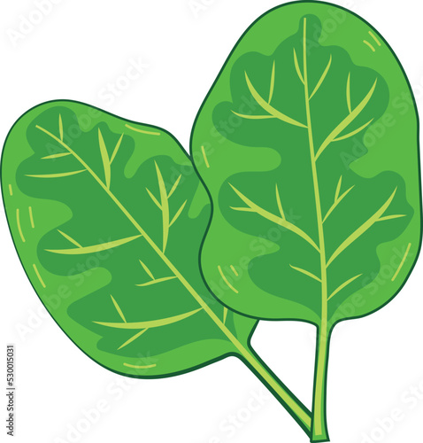 Fresh Green Spinach Leaf Vegetable