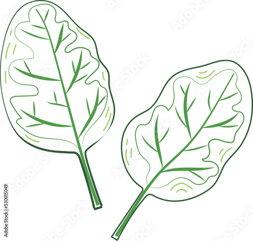Fresh Green Spinach Leaf Vegetable