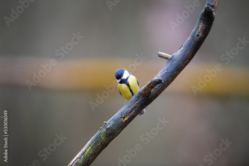 Great tit in forest