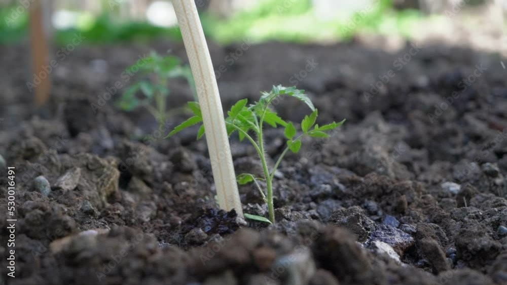 The tomato plant is watered by a hose in slow motion and close up shot. There are beautiful water splashes. The focus is fixed on the plant. The tomato plant is watered by a hose in slow motion and close up shot. There are beautiful water splashes. The focus is fixed on the plant.