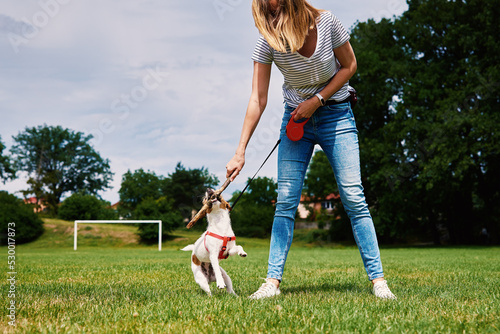 Owner playing with dog at green field, Woman training her dog, Pet bites stick while walking outdoors