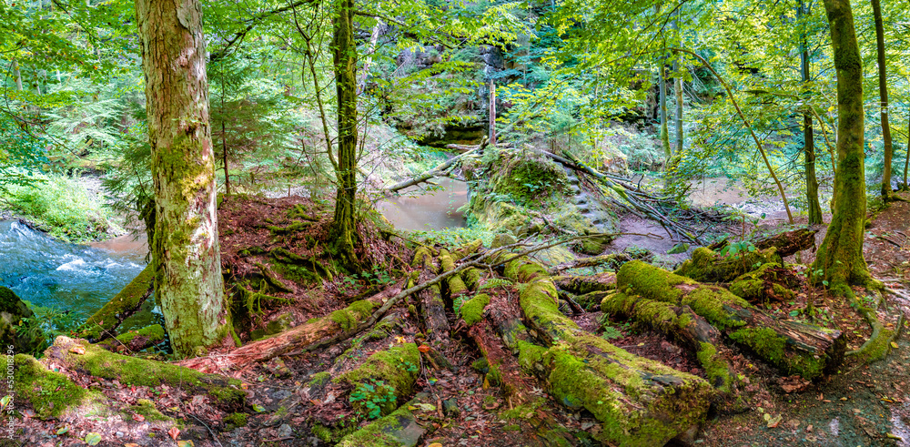 Fototapeta premium Panoramic view over magical enchanted fairytale forest with moss, lichen, fern and river at the hiking trail Malerweg, Polenztal part in the national park Saxon Switzerland, Saxony, Germany