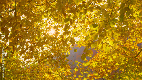 Sun peeking through lush beech tree branches with vibrant yellow autumn leaves