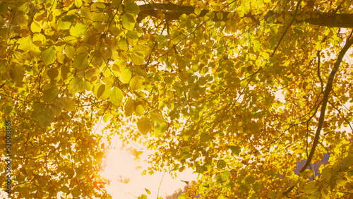 Vibrant yellow autumn leaves with sun shining through lush beech tree branches