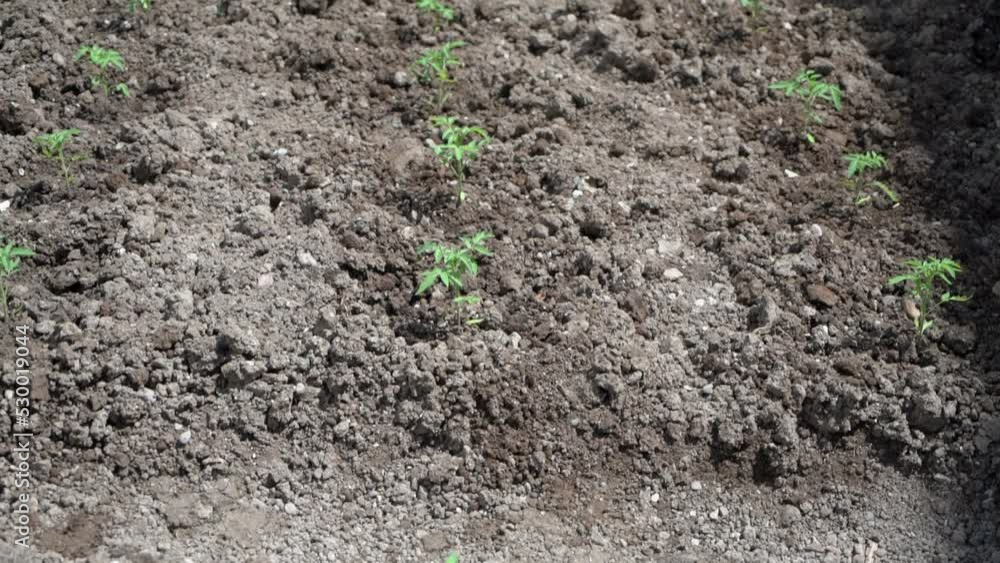 Lots of planted tomato seedlings are in tilting shot. Lots of planted tomato seedlings are in tilting shot.