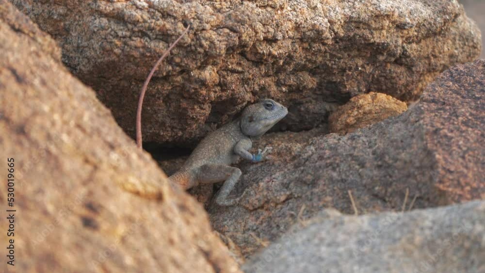 Wildlife, Lizzard In Saudi Arabian Stone Desert Wildlife, Lizzard In Saudi Arabian Stone Desert