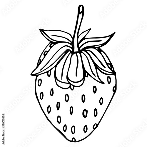  strawberry, outline, drawing, line, berry, black, cartoon, closeup, color, culinary, delicious, design, dessert, eating, food, fresh, fruit, fruity, graphic, hand drawn, harvest, health, healthy, ico
