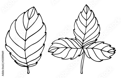 Simple hand drawn doodle. Strawberry leaf. Leave silhouette vector for coloring book. Black thick stroke. vector illustration isolated on white background.