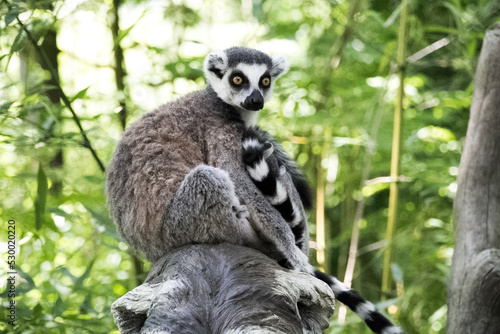 Ring-tailed lemur sitting on a tree