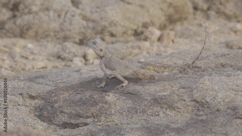 Wildlife, Lizzard In Saudi Arabian Stone Desert