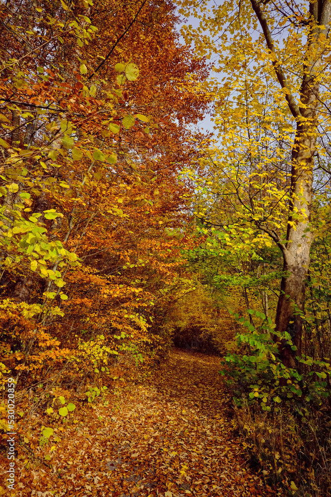 Naklejka premium Autumn forest scenery with road of fall leaves warm light illumining the gold foliage. Footpath in scene autumn forest nature. Germany.