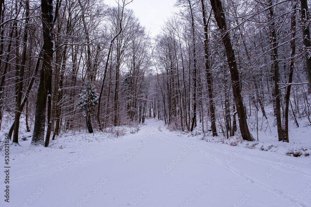 Snowfall in the forest, magical snowy forest in winter. Snowfall in the forest, magical snowy forest in winter.
