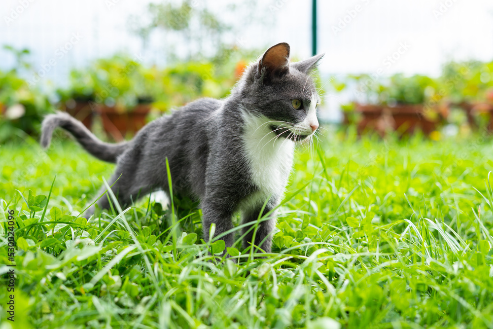 A small gray cat standing in the grass and looks into the distance, looking brave and proud A small gray cat standing in the grass and looks into the distance, looking brave and proud