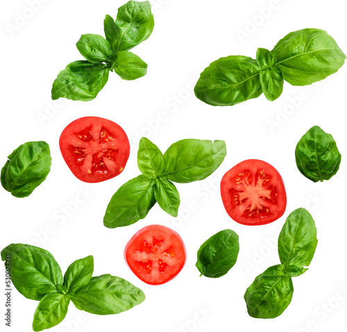 Fresh Basil png transparent photo