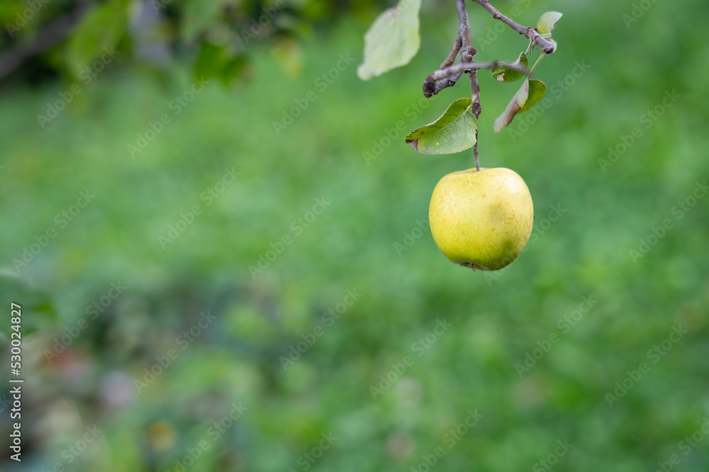 Ripe Golden Delicious apple hanging on branch with blurred background Ripe Golden Delicious apple hanging on branch with blurred background