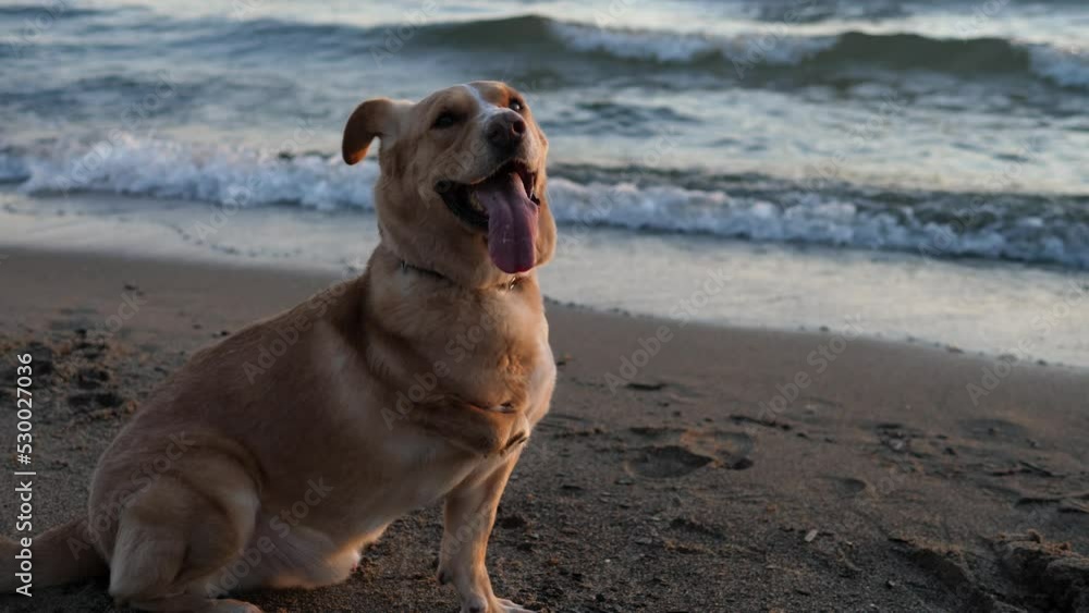 A charming dog with special needs, on a sea beach on a sunny summer day. A charming dog with special needs, on a sea beach on a sunny summer day.