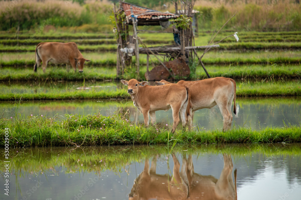 The calf is playing in the rice field.