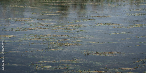 Green long algae grass growing on water surface in river or lake. Environment and ecology concept.