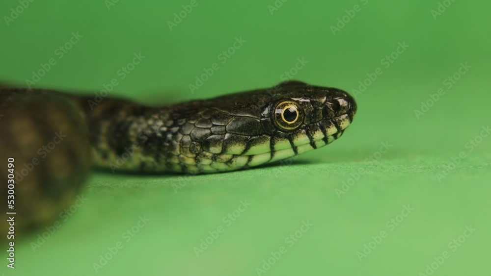 Closeup dice snake eye, face.
Snake sticks out its tongue on green background.
water snake is a Eurasian nonvenomou, Colubridae.
Reptile isolated, Reptiles.
Wild nature, wildlife.
Animals, animal Closeup dice snake eye, face.
Snake sticks out its tongue on green background.
water snake is a Eurasian nonvenomou, Colubridae.
Reptile isolated, Reptiles.
Wild nature, wildlife.
Animals, animal