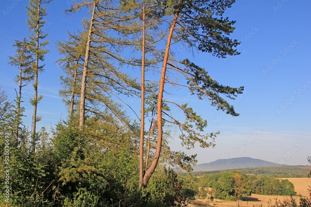 Obraz premium Nadelbäume