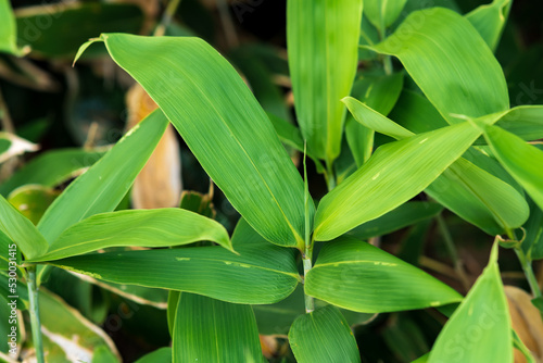 fresh leaves of young broad-leaf bamboo sasa