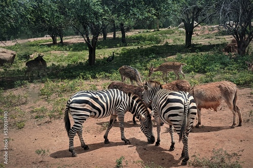 zebras and deer 