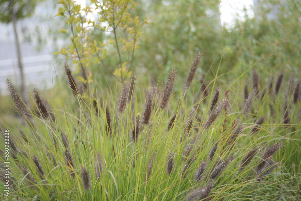 Green field, park, background, meadow, black spikelets, brown cereals, plants, gradient, background, urban landscape, against a gray concrete wall, city ecosystem