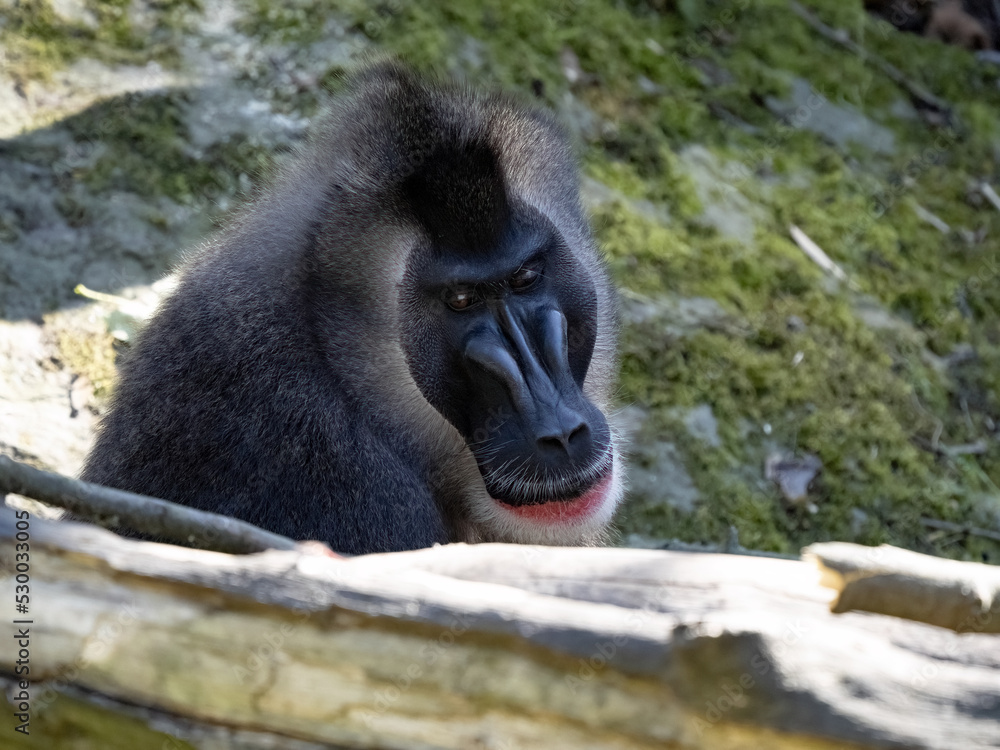 An adult male Drill, Mandrillus leucophaeus, observes the photographer and looks into the lens. An adult male Drill, Mandrillus leucophaeus, observes the photographer and looks into the lens.