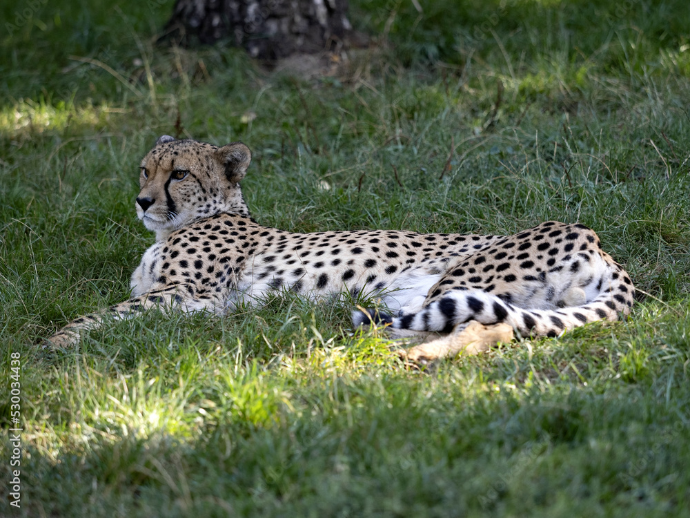 A cheetah, Acinonyx jubatus, lies on the grass and rests in a prone position.