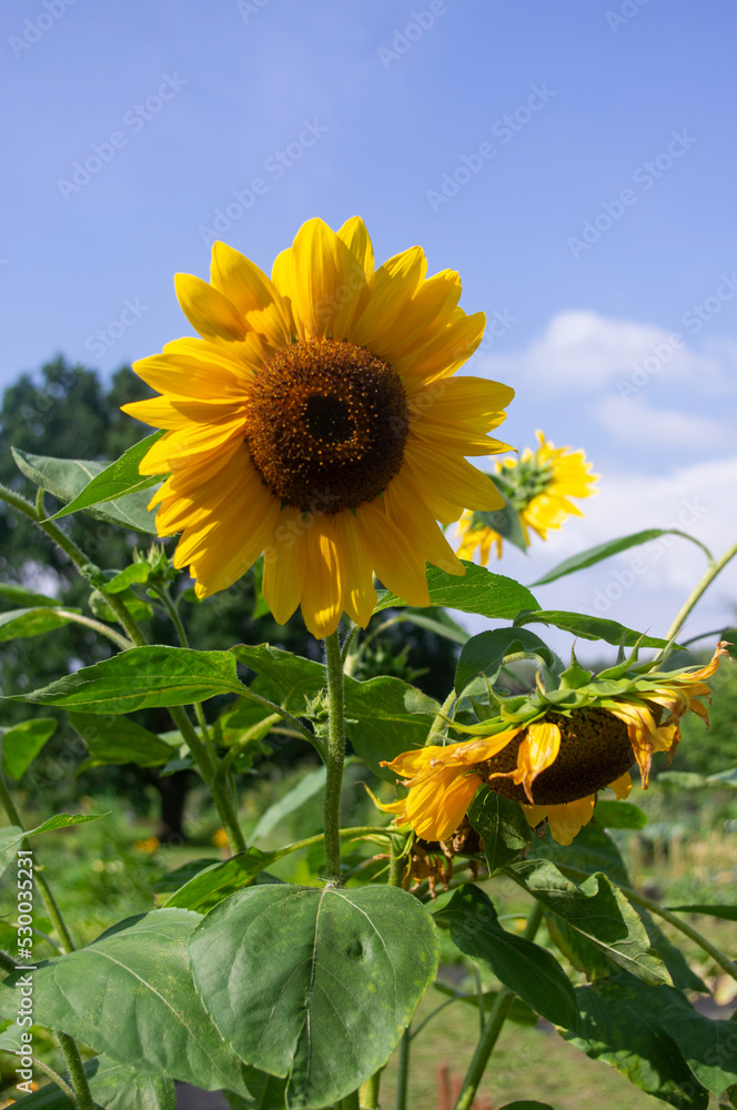 Słonecznik - kwiat - obrazy, fototapety, plakaty 