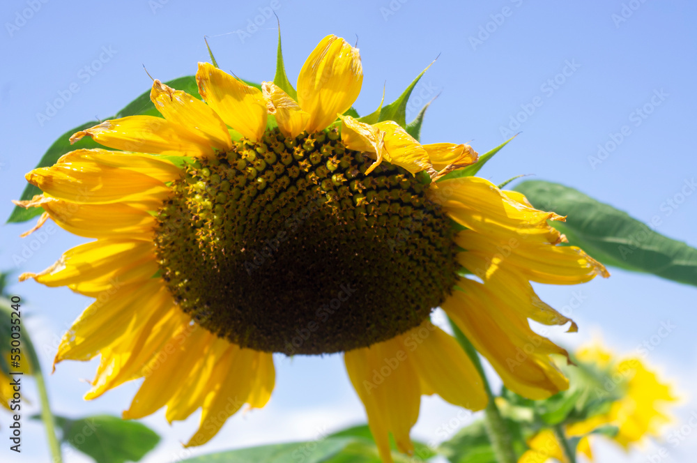 Słonecznik - kwiat - obrazy, fototapety, plakaty 