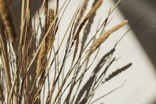 Aesthetic dried beige pampas grass  reeds. Beautiful minimal background with neutral colors. Sunlight shadow reflections on the wall. Parisian vibes