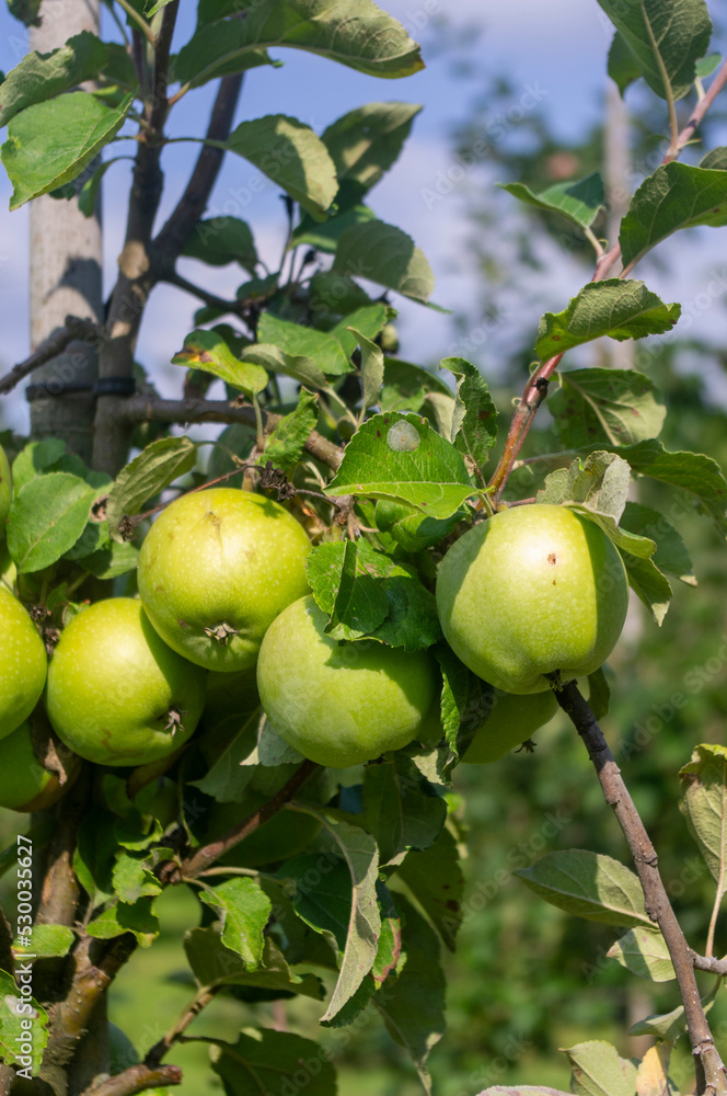 Jabłka w sadzie, uprawa ekologiczna