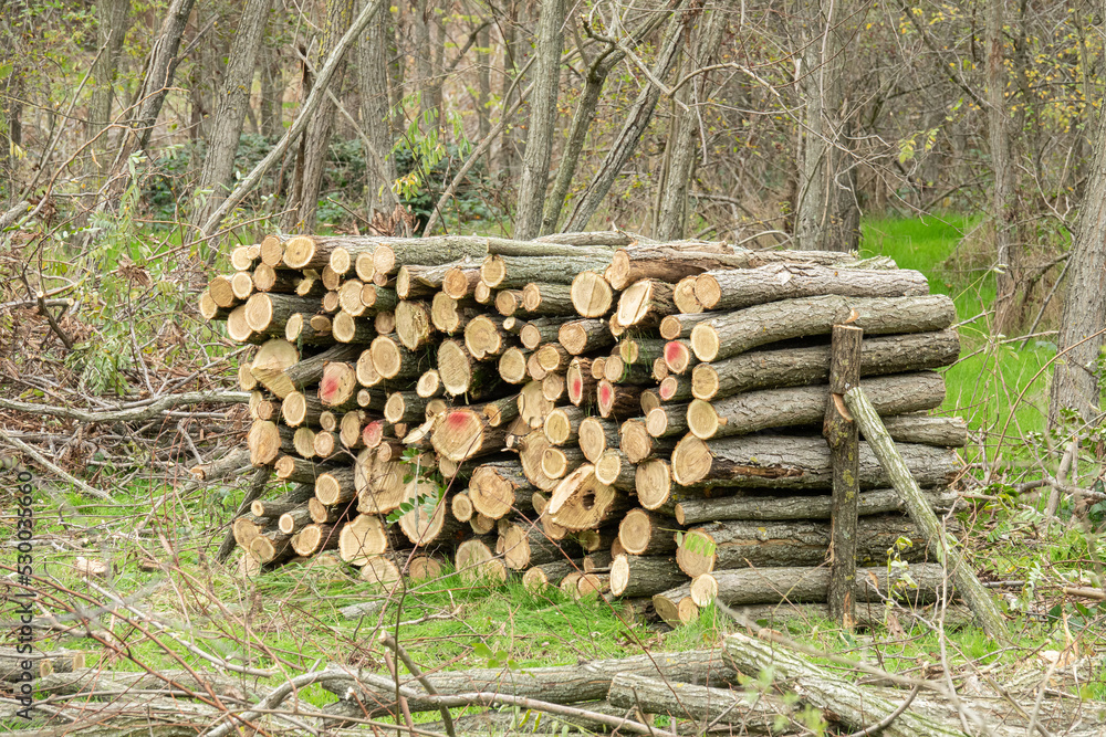 Stack of dried firewood of birch wood. Pile of felled pine trees felled by the logging timber industry.